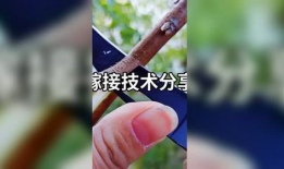 果树嫁接技术视频,视频解析与实操技巧