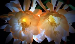 昙花一现的视频,瞬间绽放的美丽瞬间