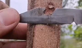 果树嫁接技术视频,视频解析与实操技巧