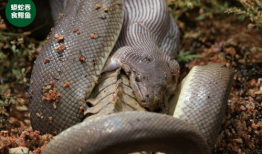 蟒蛇吃狮子并活吞视频,吞噬狮子，展现生存奇迹